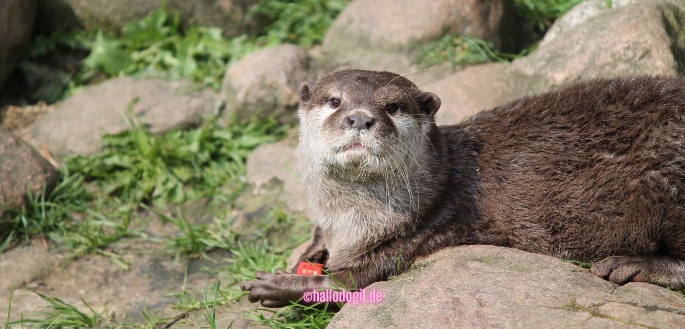 Wildpark „Schwarze Berge“ – Ausflugtipp