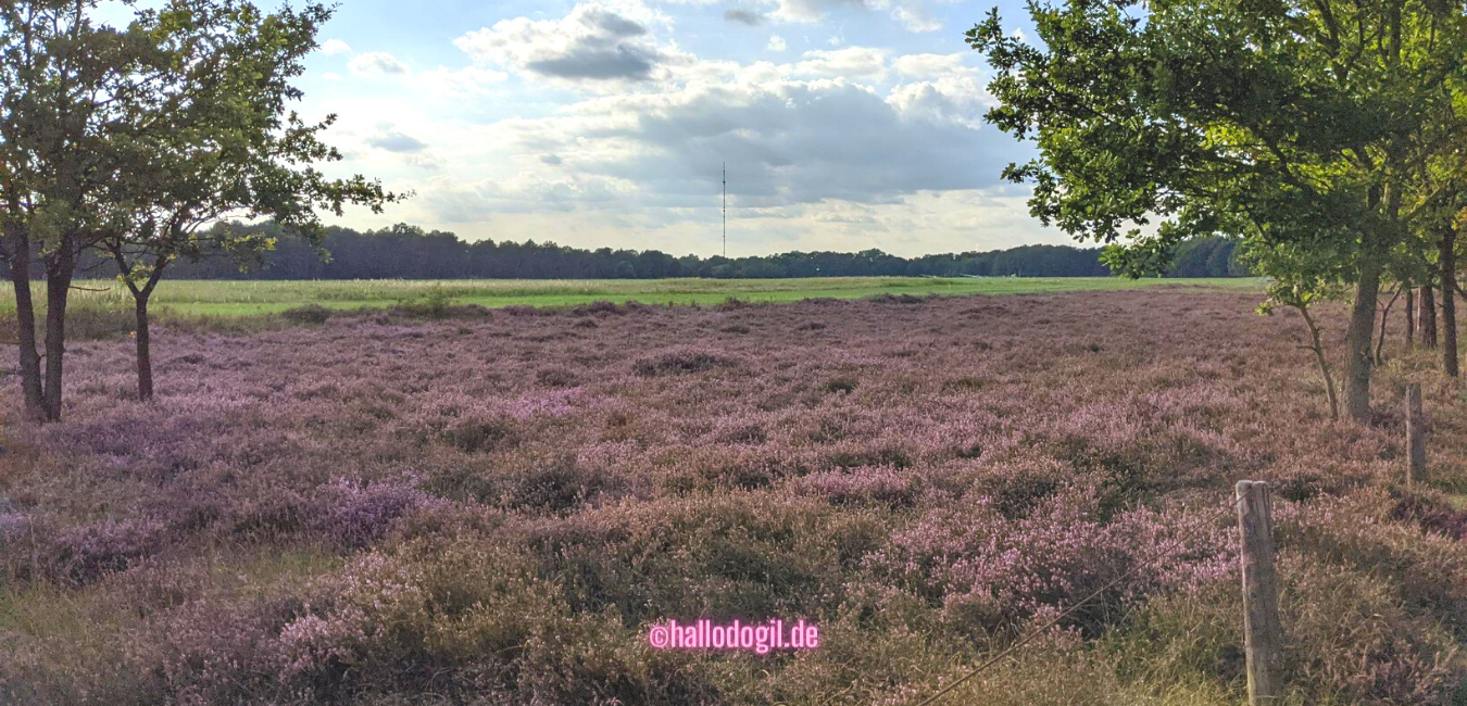Spazierengehen in Hamburg – die Boberger Dünen