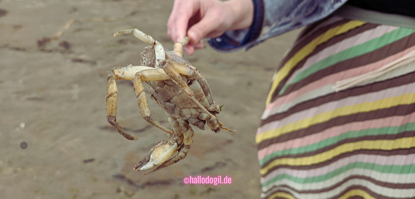 Nordsee Tiere einfach erklärt (A2)