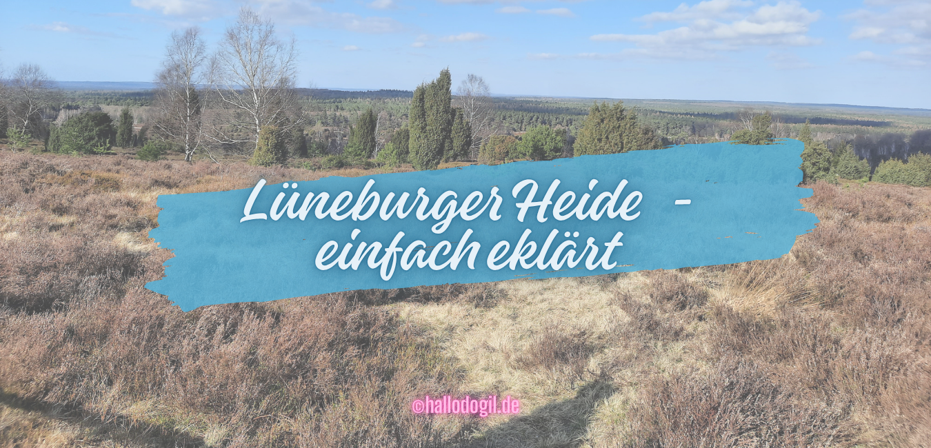 Lüneburger Heide – einfach erklärt (A2)