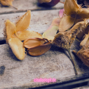 Ein Foto von Bucheckern