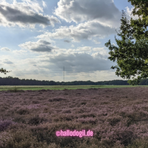 Hamburg im Herbst: Wanderungen z.B: Heide 